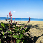 Indisches Blumenrohr on the beach