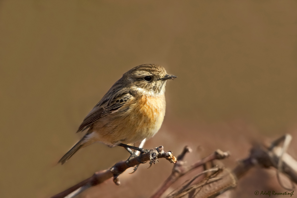 Braunkehlchen (Saxicola rubetra) Weibchen