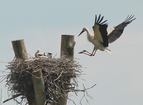 Storch