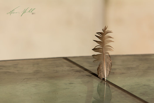 Feder auf Glas