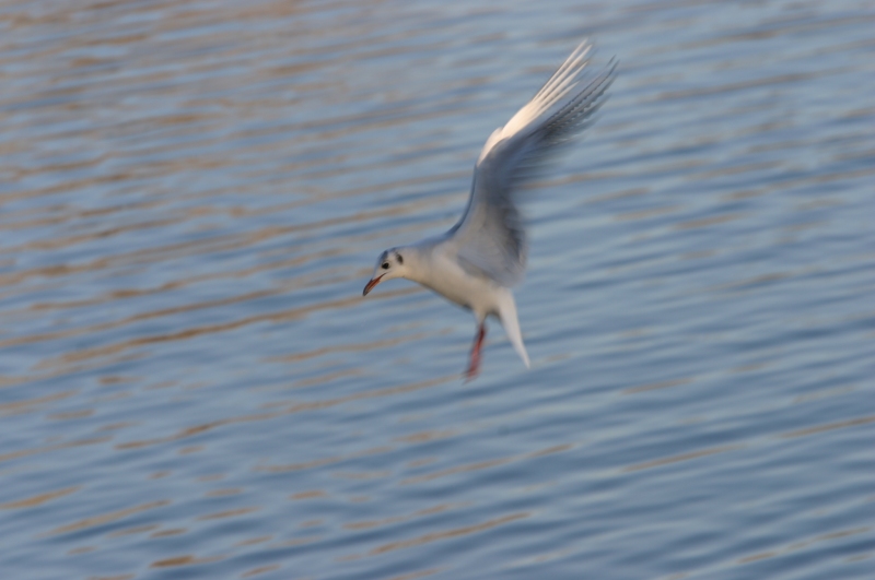 Möve im Anflug