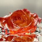 splash !! - Rose