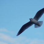 Möwe