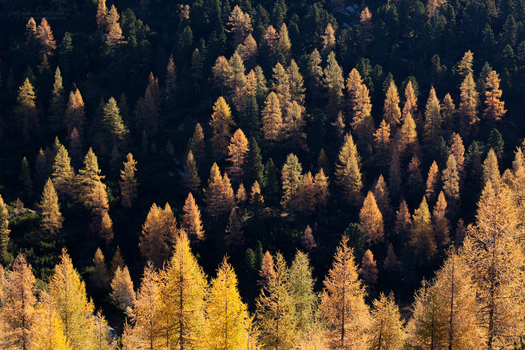 Der goldene Herbst