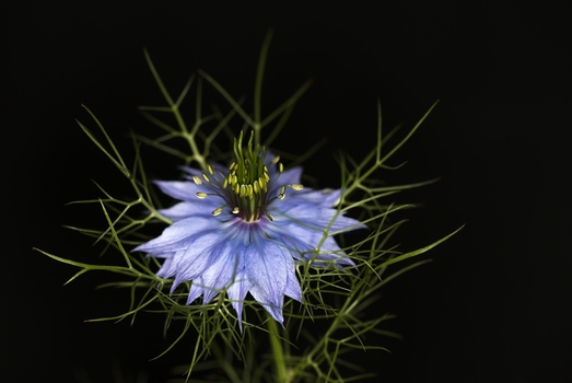Nigella damascena (Jungfer im Grünen)