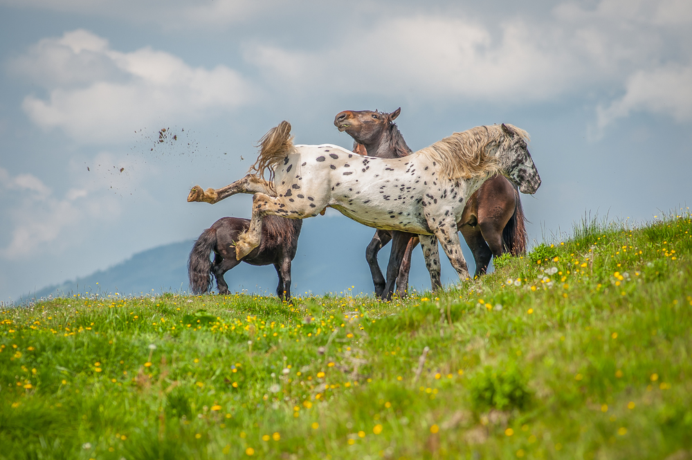 Auf Sommerfrische