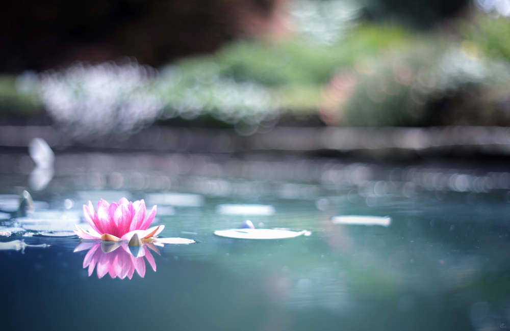 Seerose