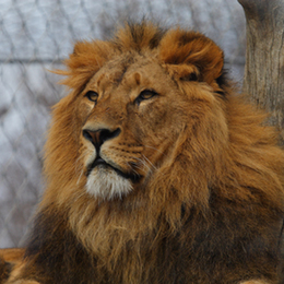 der König