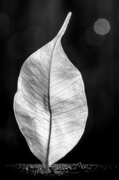 Blatt I