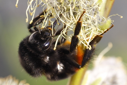 Hummel