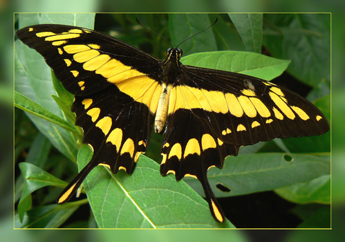 Butterfly die 3.