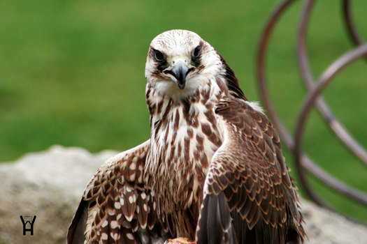 Greifvogel