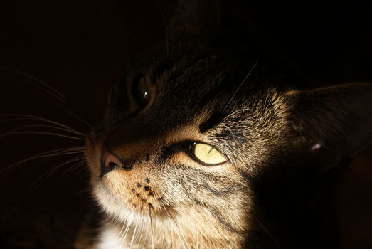 Tigga!
