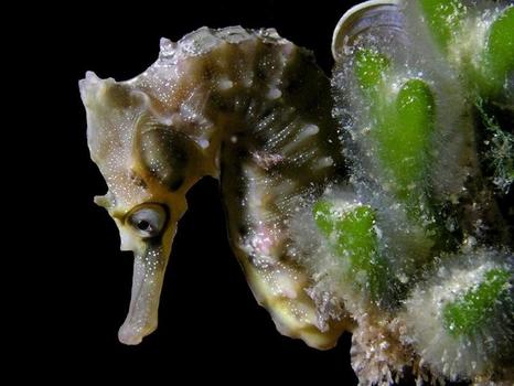 Seahorse