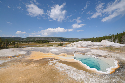 Heart Spring
