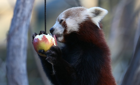 An apple a day keeps the doctor away.