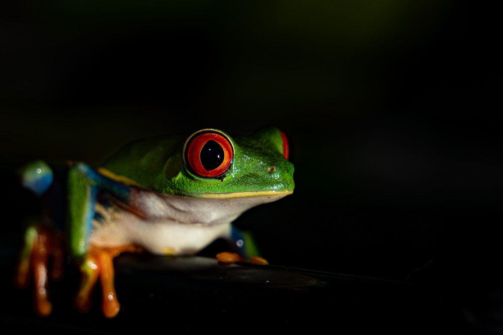 Agalychnis callidryas