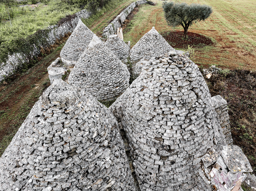 Trulli mit Olivenbaum