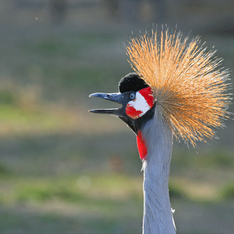 Vogel 3