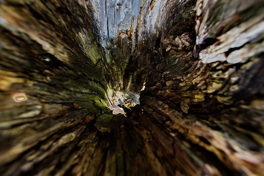 Der Hohle Baum