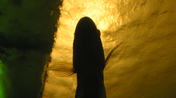 [räuber im aquarium]