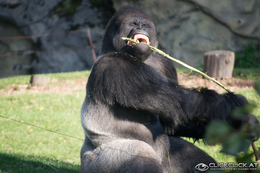 Gorilla
