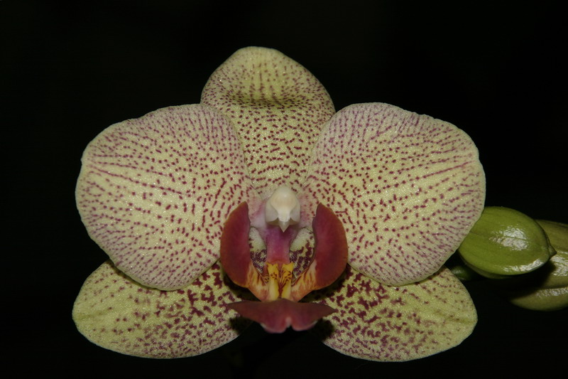 Orchidee