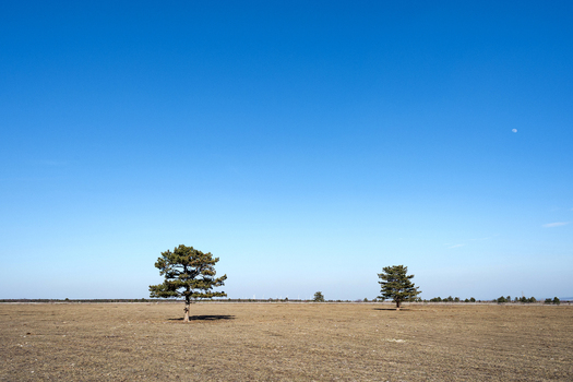 wasteland #1