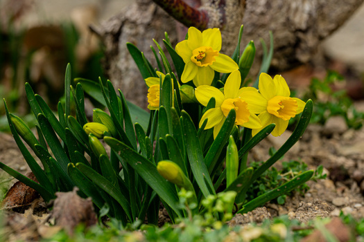 Der Frühling naht ;-)