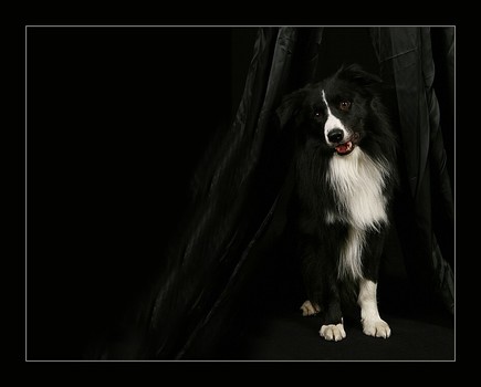 black beauty