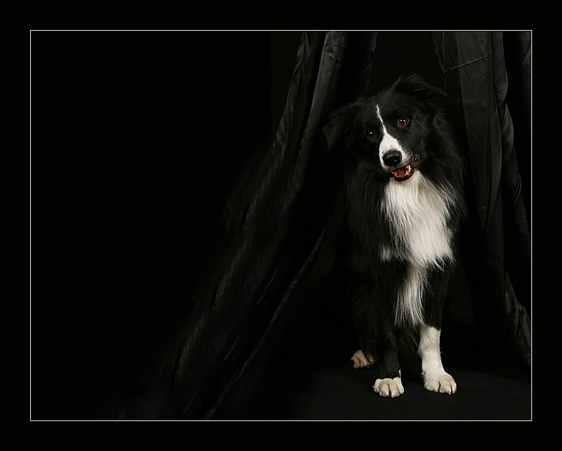 black beauty