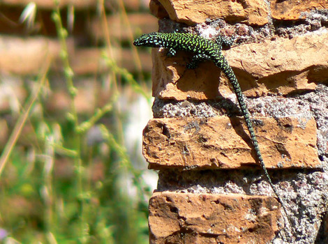 Gekko