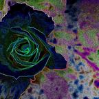 Glare Rose