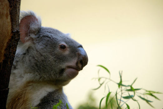 Koala