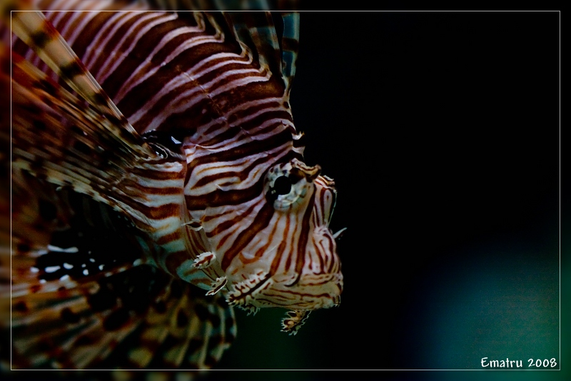Firefish