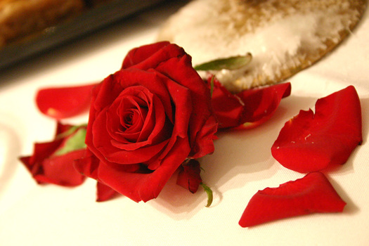 die rote Rose