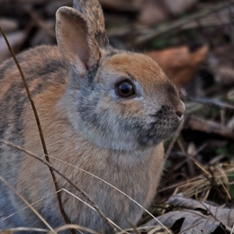 Hase