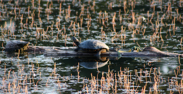 Schildkröte im Abendschein