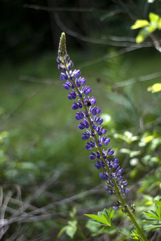 Lupine