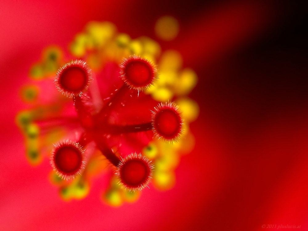 Hibiskus 2