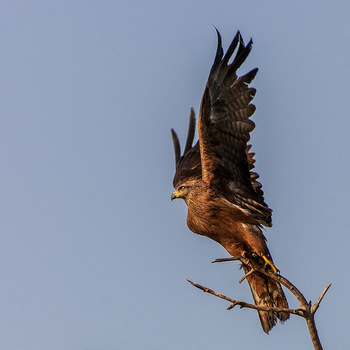Ready for take-off