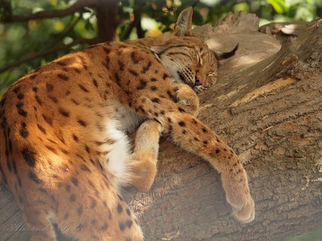 Relax