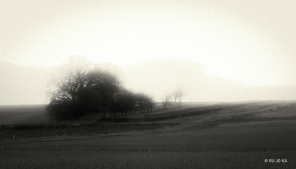 Baumgruppe im Nebel