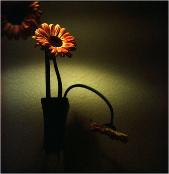 .gerbera.
