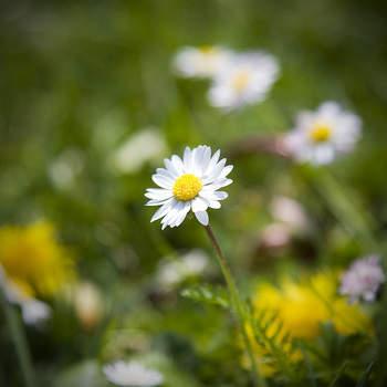 Gänseblümchen