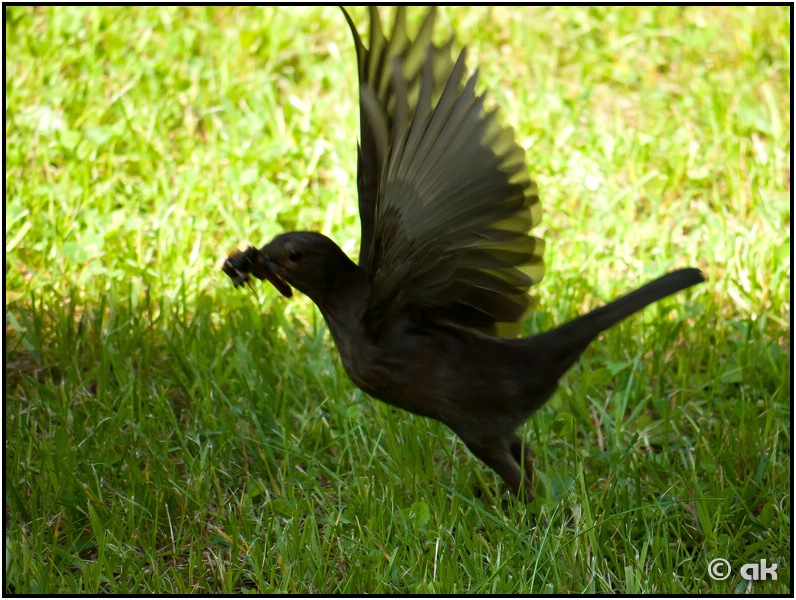 Der frühe Vogel fängt den Wurm