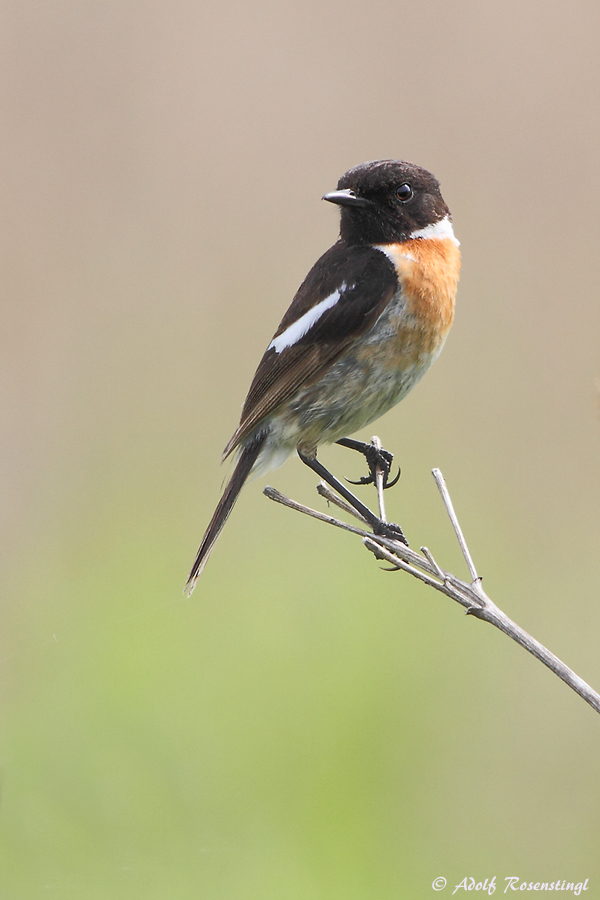 Europäische Schwarzkehlchen (Saxicola rubicola)