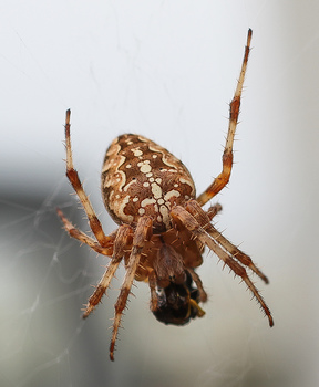 Kreuzspinne