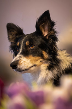 Das Mädchen mit den Tulpen