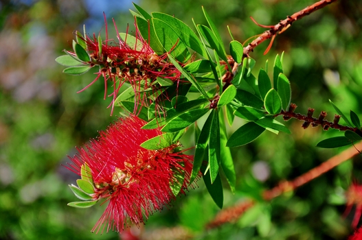 Karminroter Zylinderputzer (Callistemon citrinus)